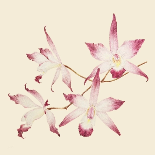 Ilustración Galería Plantae
