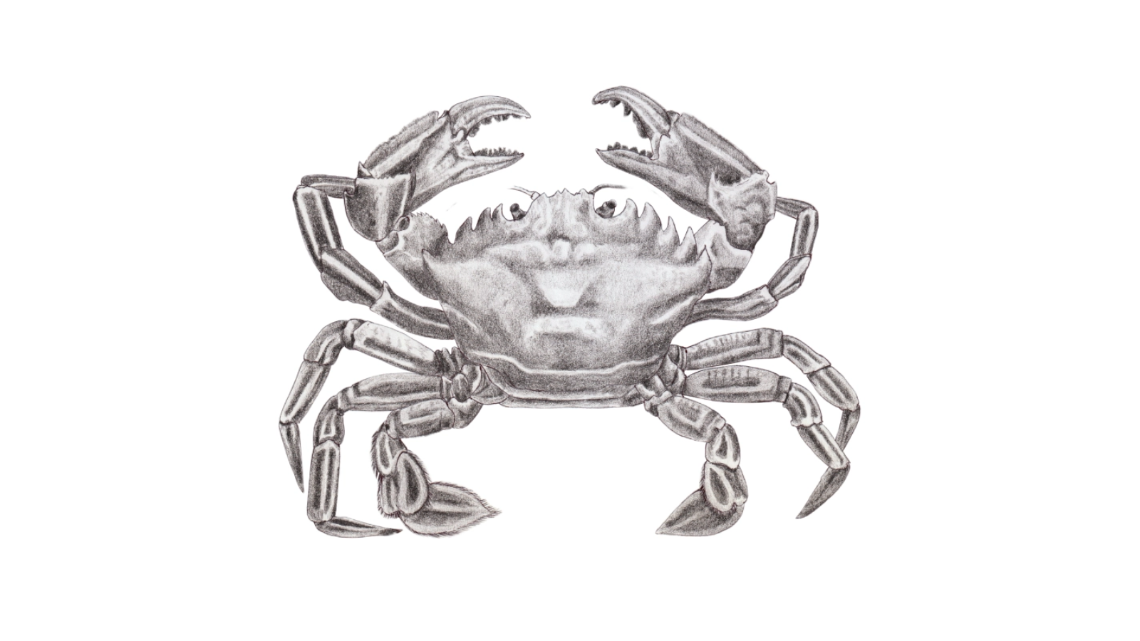 Ilustración Cangrejo