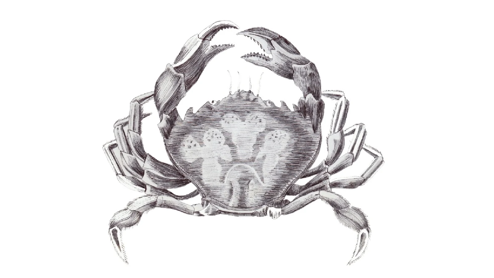 Ilustración Cangrejo