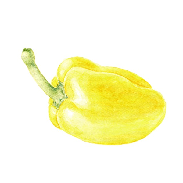 Ilustración pimiento - Acuarela